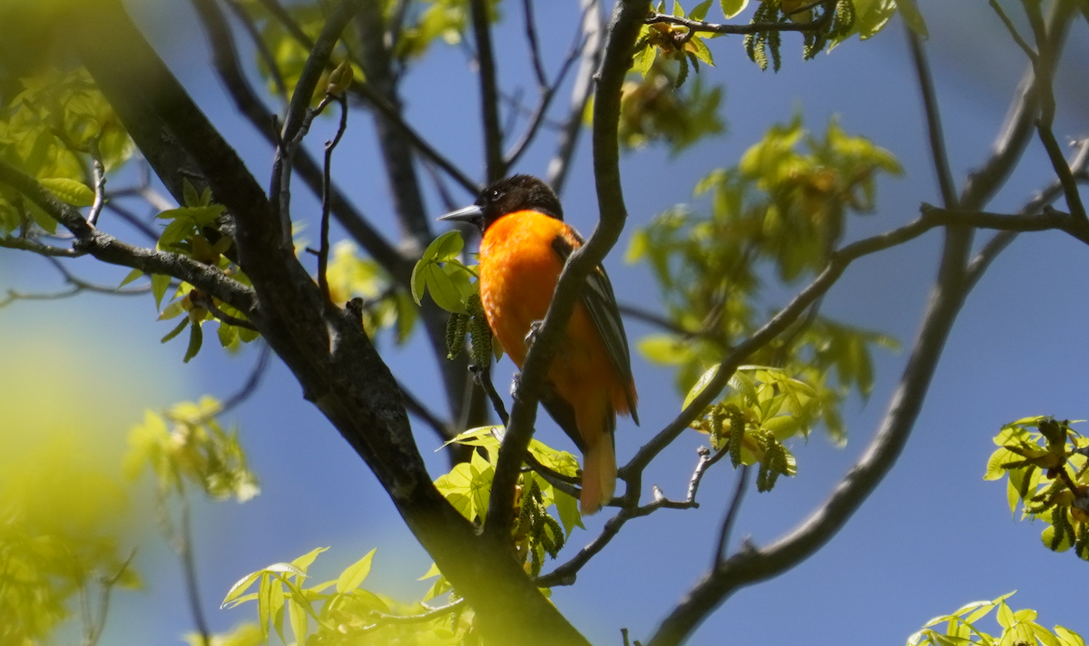 Baltimore Oriole - ML635824072