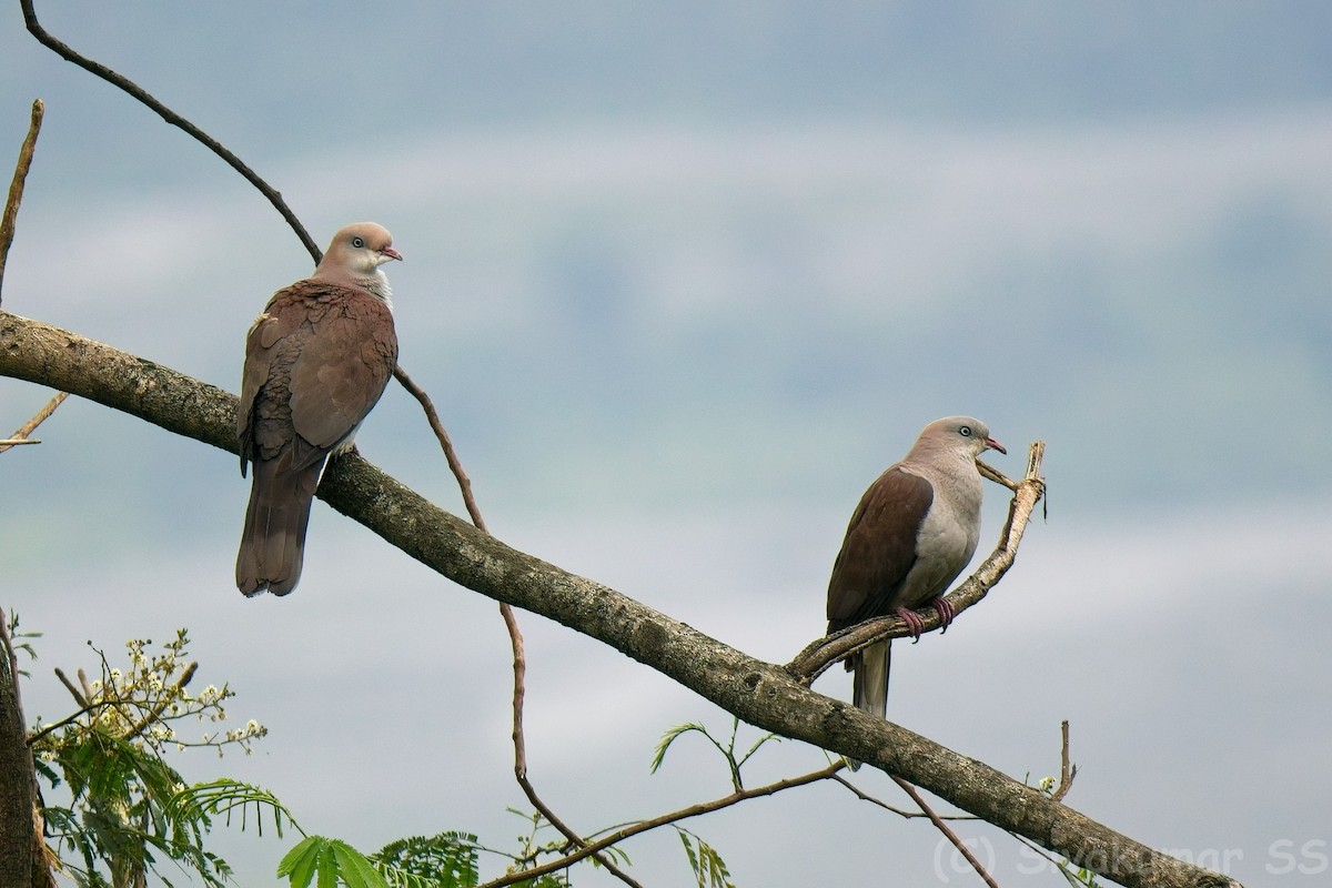 Mountain Imperial-Pigeon - ML635824084