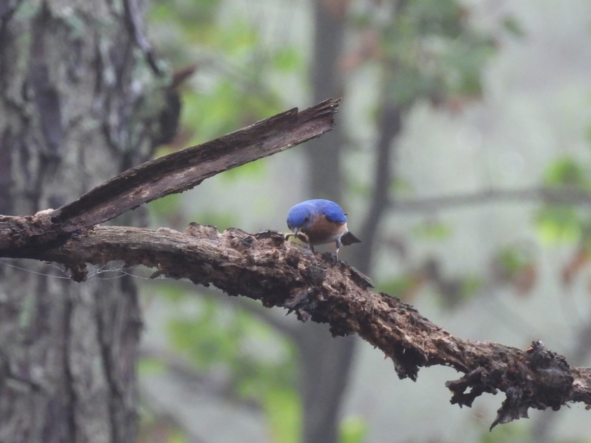 Eastern Bluebird - ML635824145