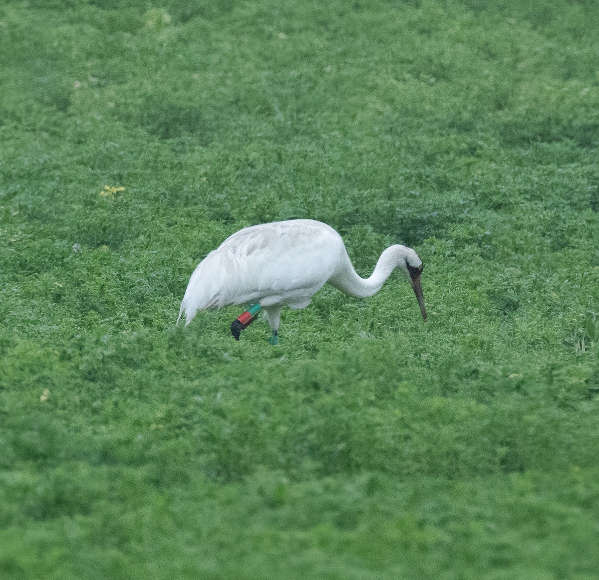 Whooping Crane - ML635824180