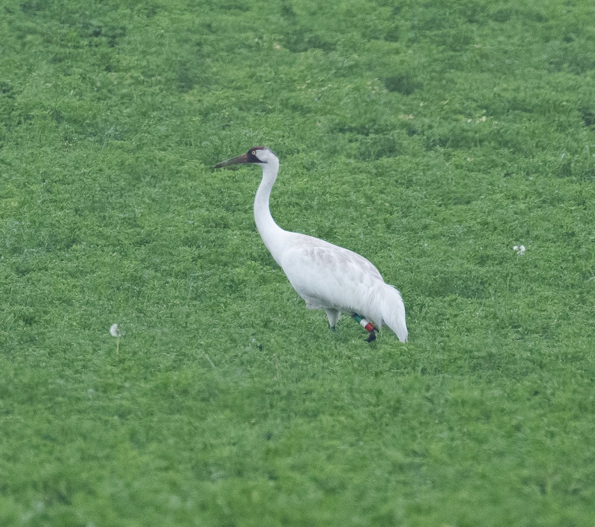 Whooping Crane - ML635824181