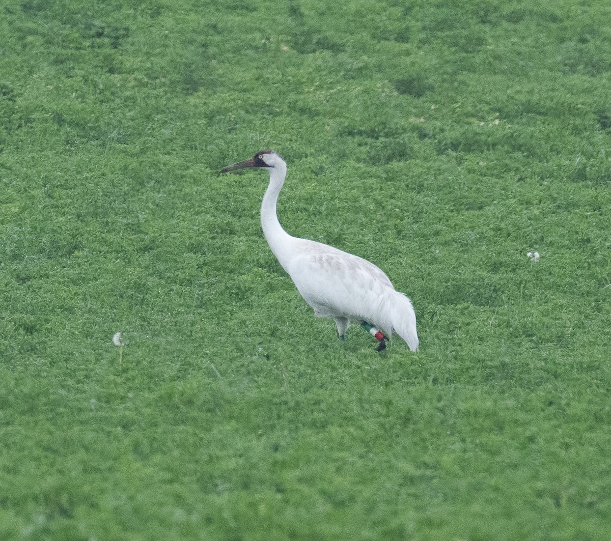 Whooping Crane - ML635824182