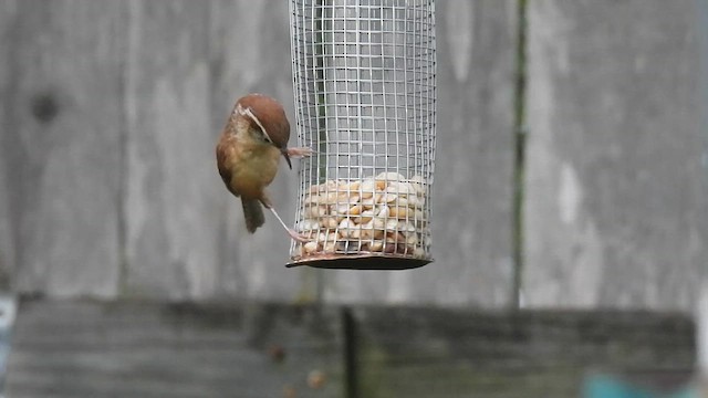 Carolina Wren - ML635824269