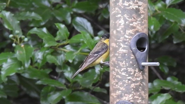 Lesser Goldfinch - ML635824278