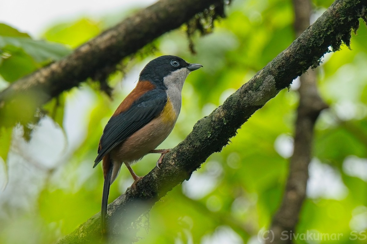 Black-headed Shrike-Babbler - ML635824409