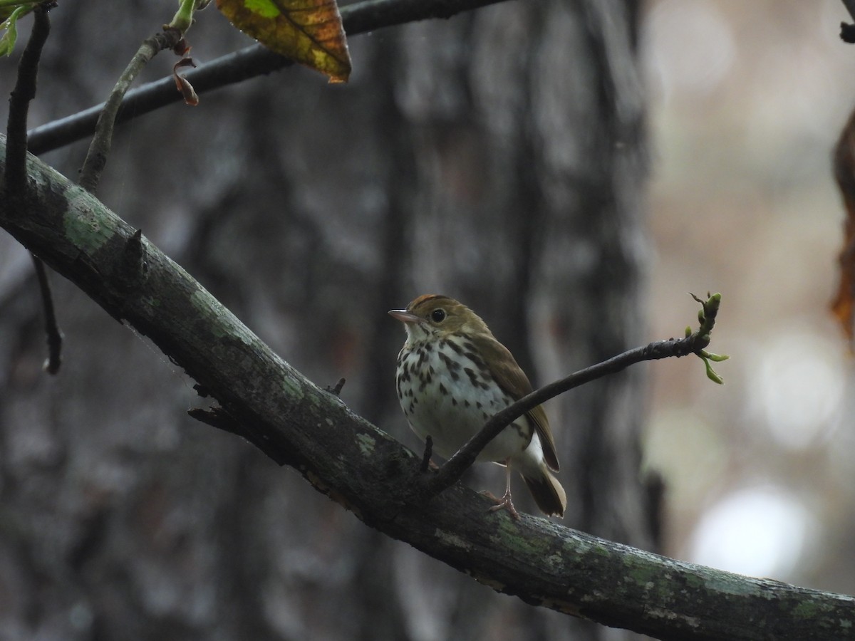 Ovenbird - ML635824474