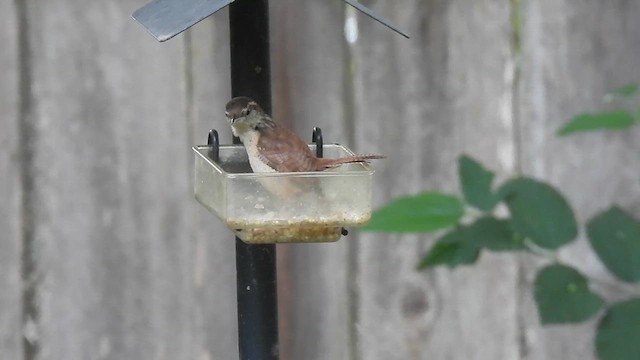 Carolina Wren - ML635824476