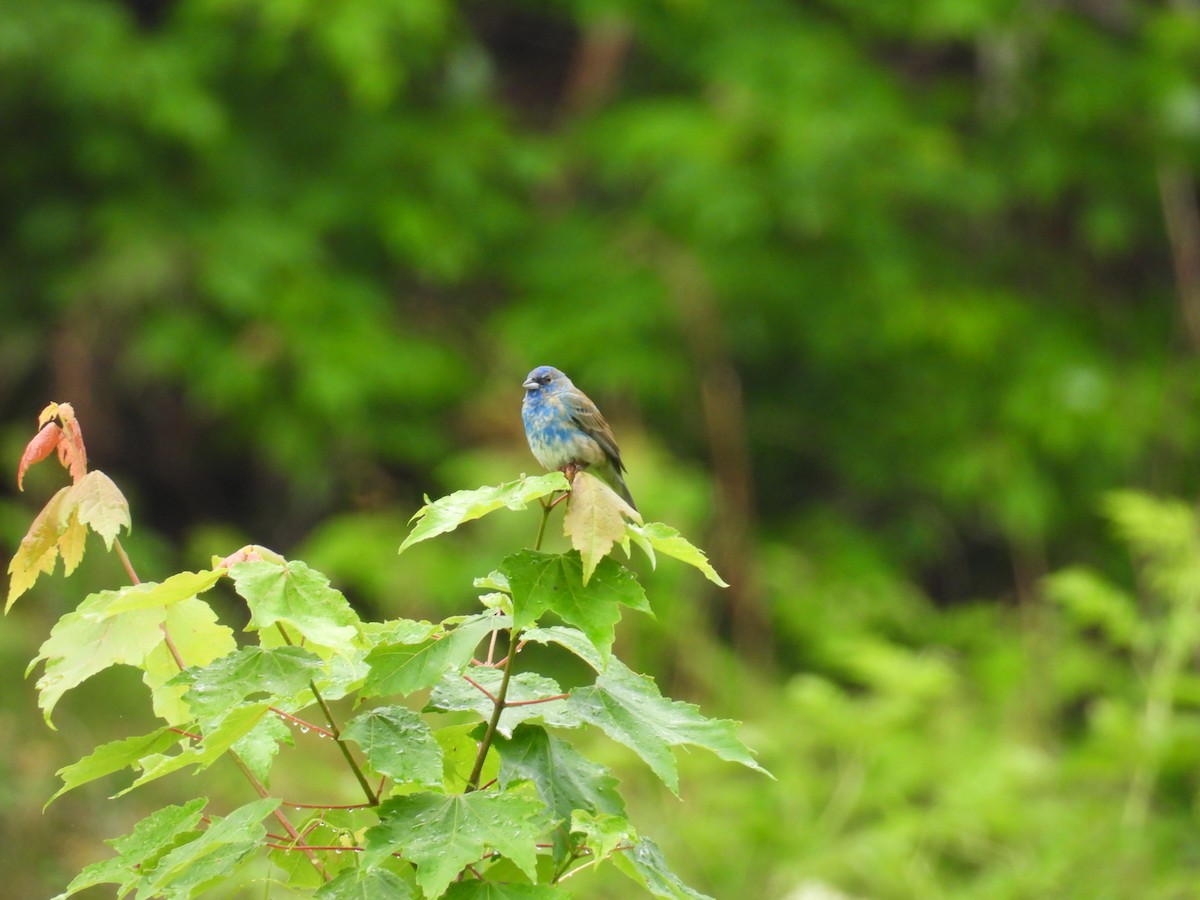Indigo Bunting - ML635824491
