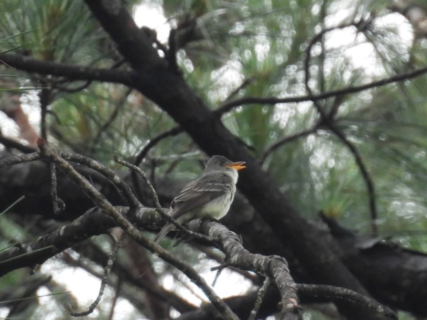 Eastern Wood-Pewee - ML635824531