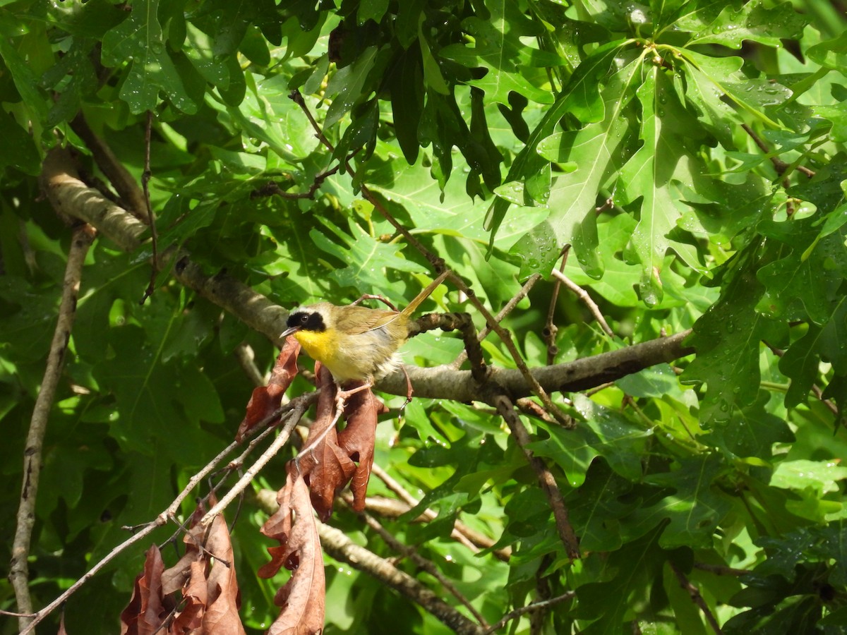 Common Yellowthroat - ML635824552