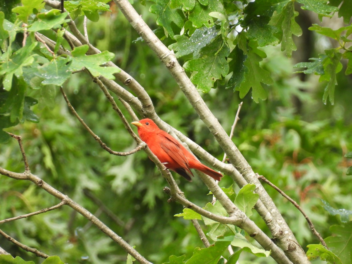 Summer Tanager - ML635824586