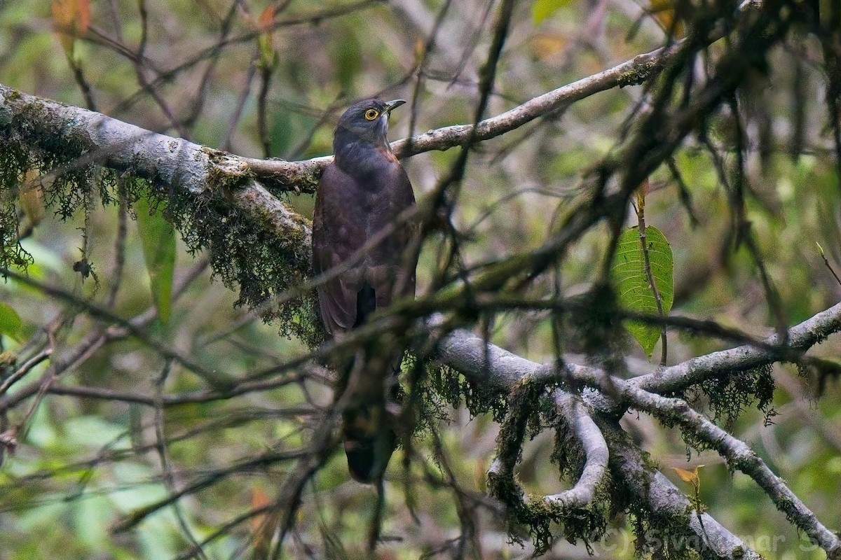 Large Hawk-Cuckoo - ML635824596