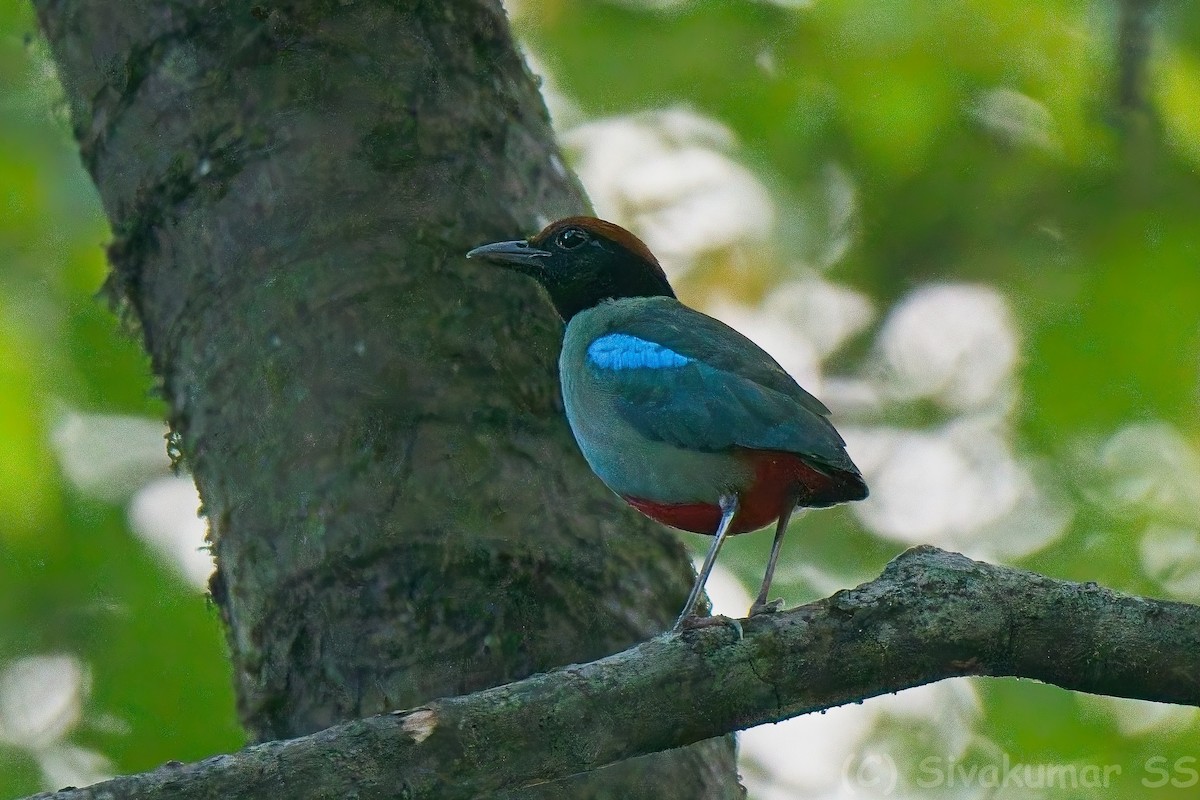 Western Hooded Pitta - ML635824613