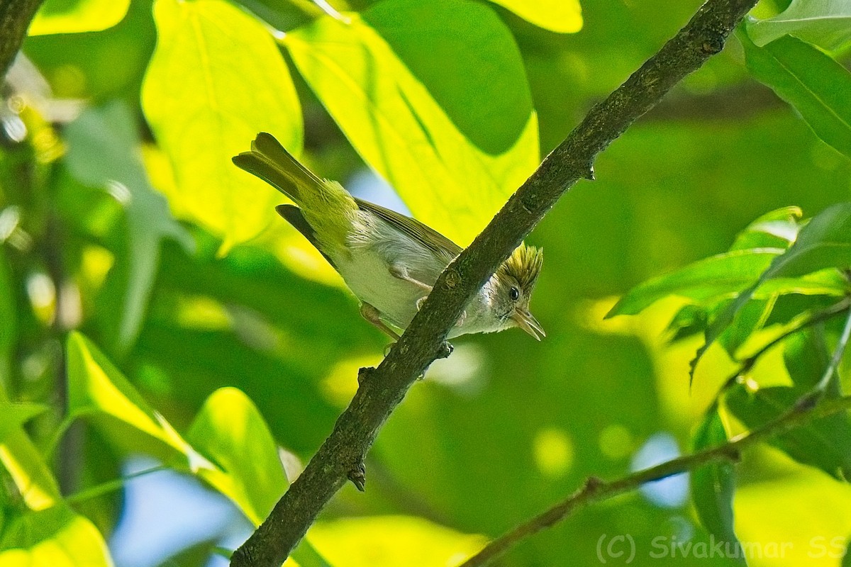 White-bellied Erpornis - ML635824623