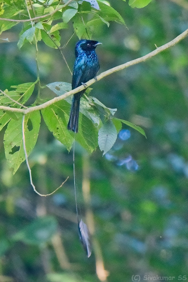 Lesser Racket-tailed Drongo - ML635824633
