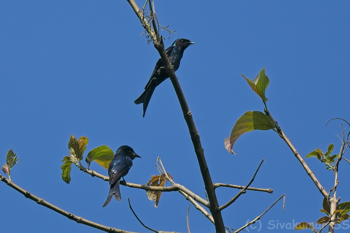 Bronzed Drongo - ML635824641