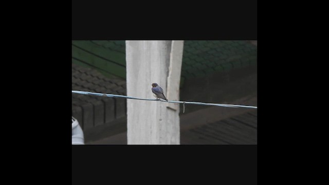 Barn Swallow - ML635824667