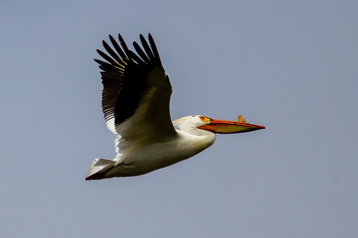American White Pelican - ML635824686