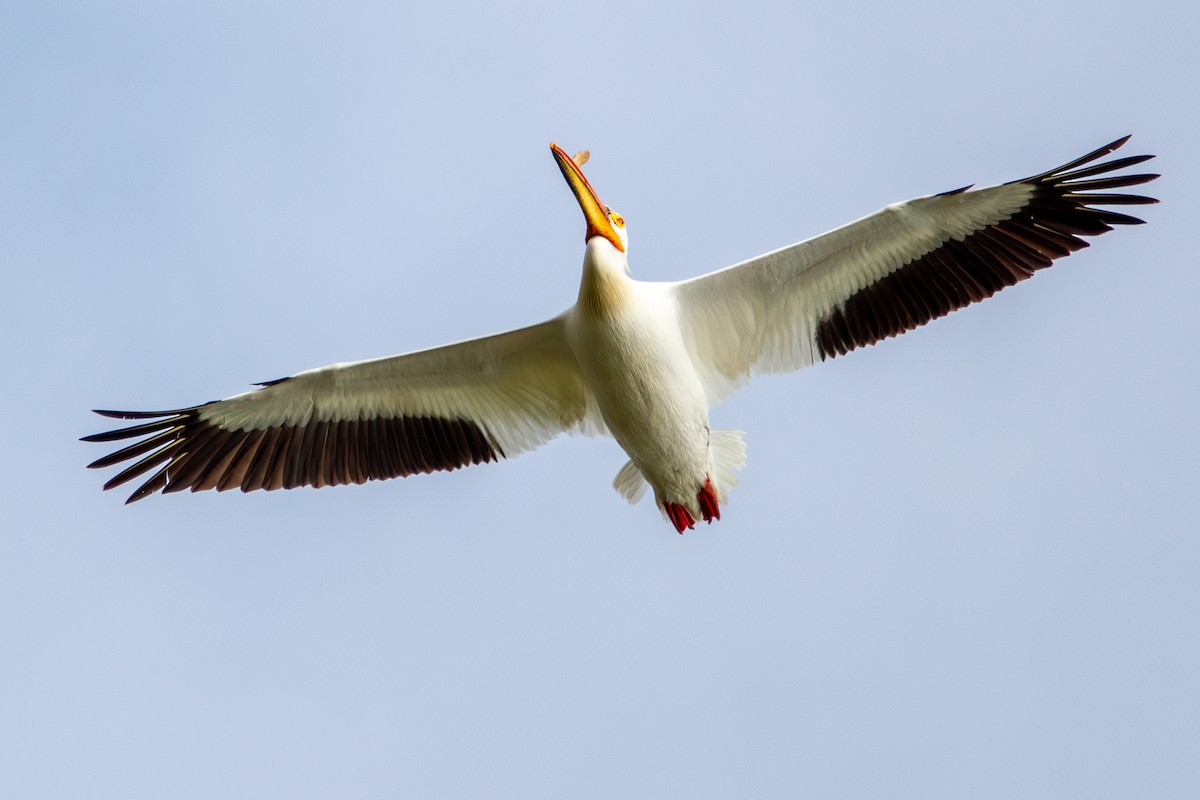 American White Pelican - ML635824687