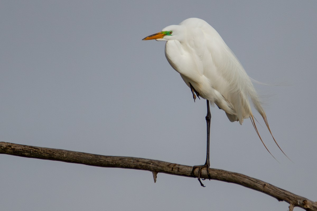 Great Egret - ML635824690