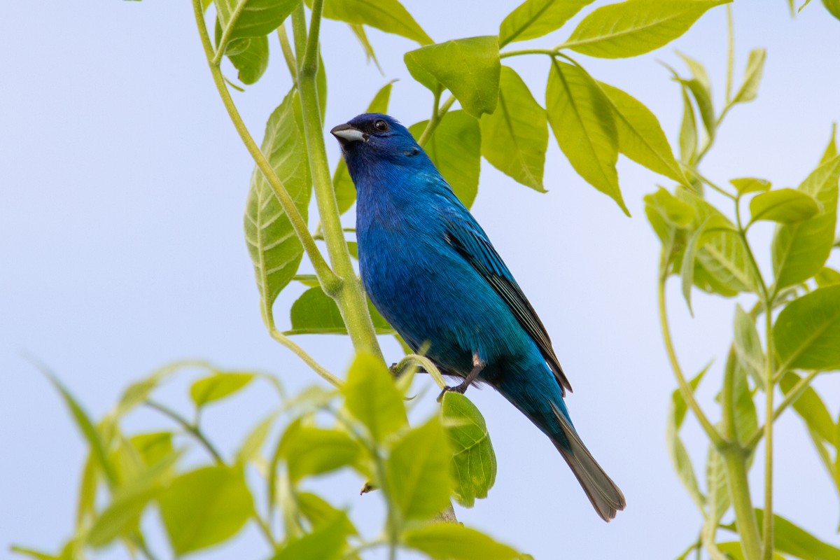 Indigo Bunting - ML635824700