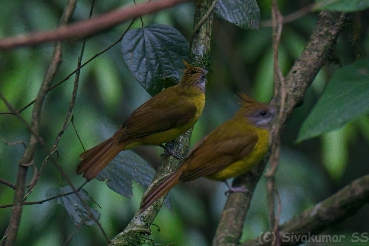 White-throated Bulbul - ML635824730