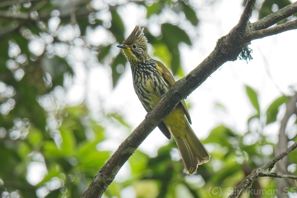 Striated Bulbul - ML635824739