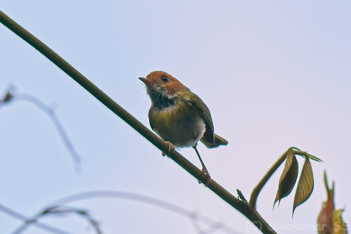 Rufous-faced Warbler - ML635824744