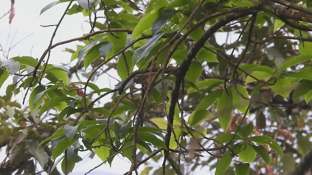 Nepal Fulvetta - ML635824747