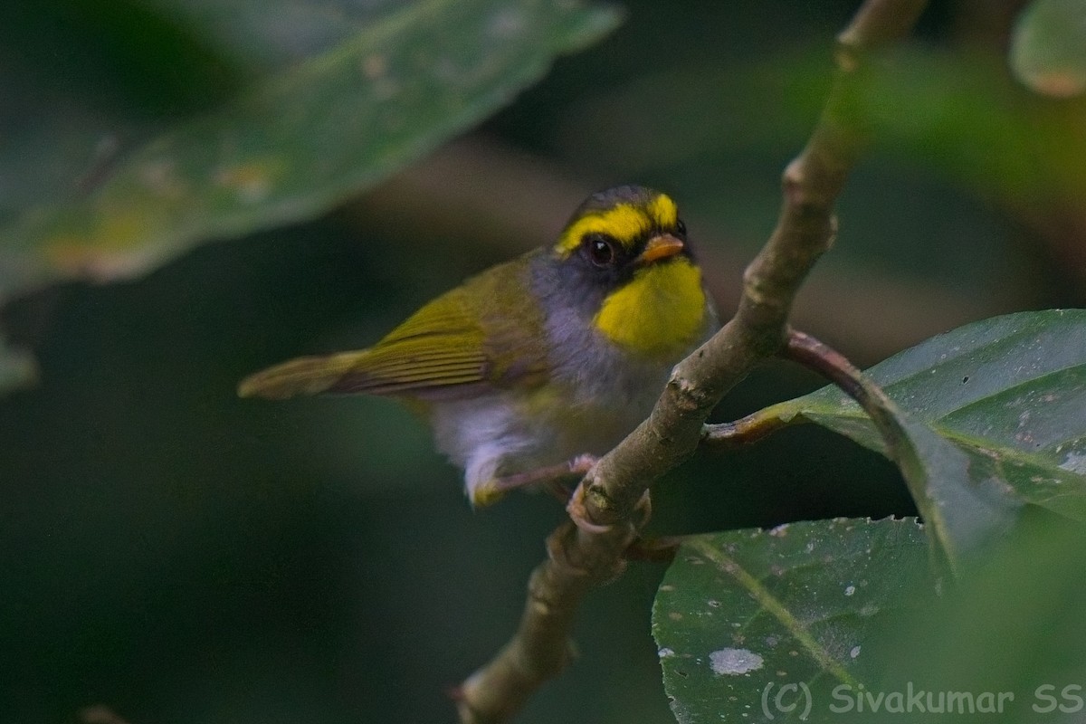 Black-faced Warbler - ML635824756
