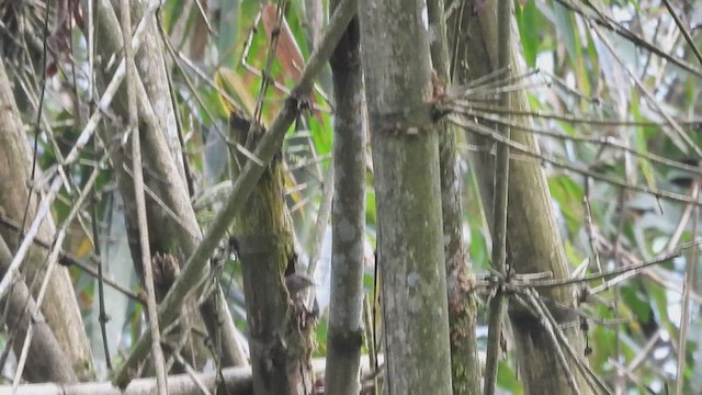 Pale Blue Flycatcher - ML635824761