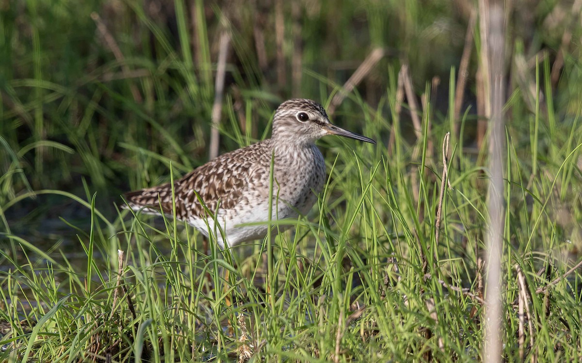 Wood Sandpiper - ML635824774