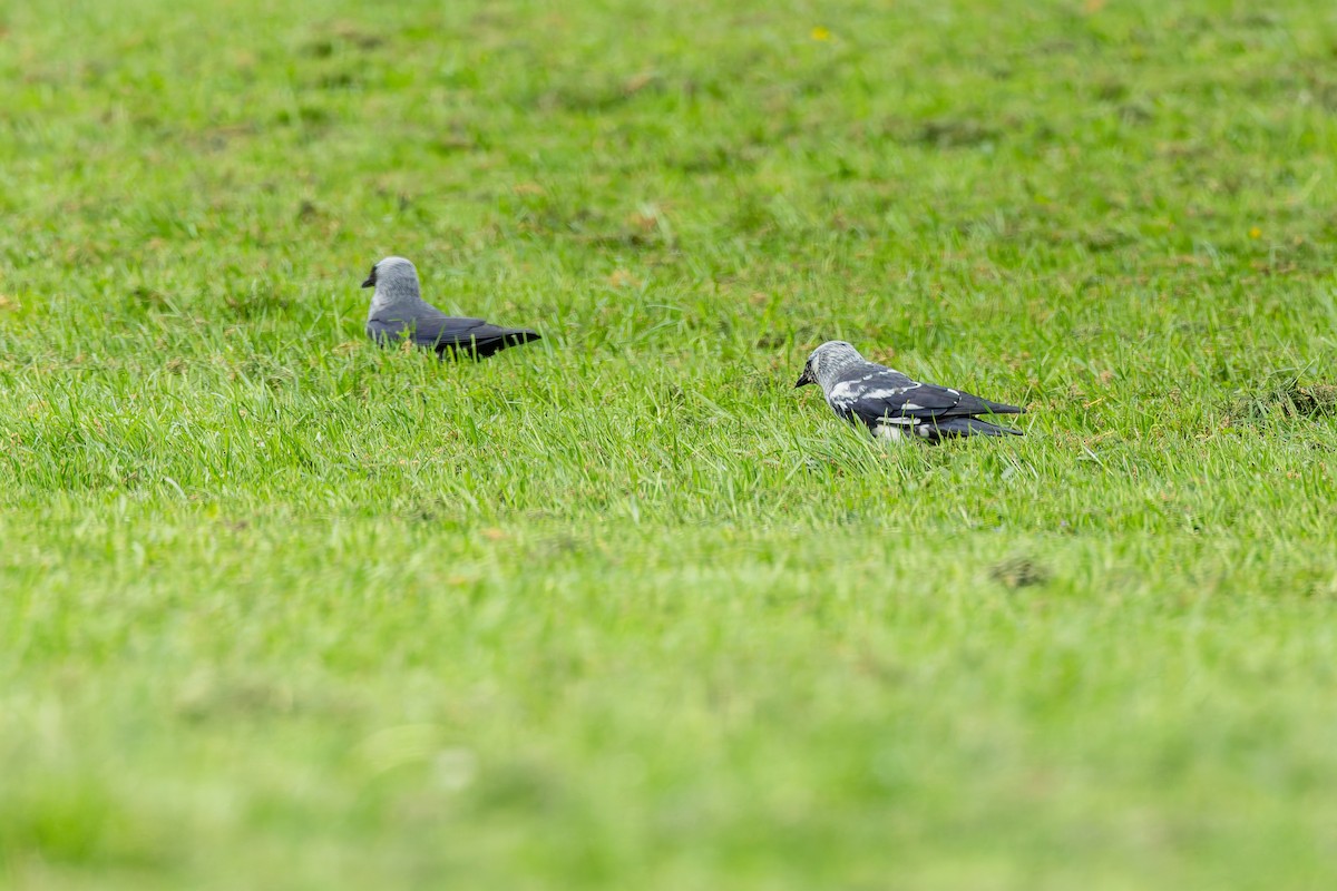 Eurasian Jackdaw - ML635824780