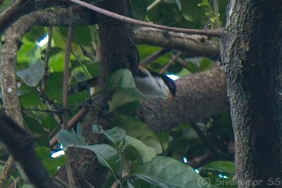 Rufous-backed Sibia - ML635824784