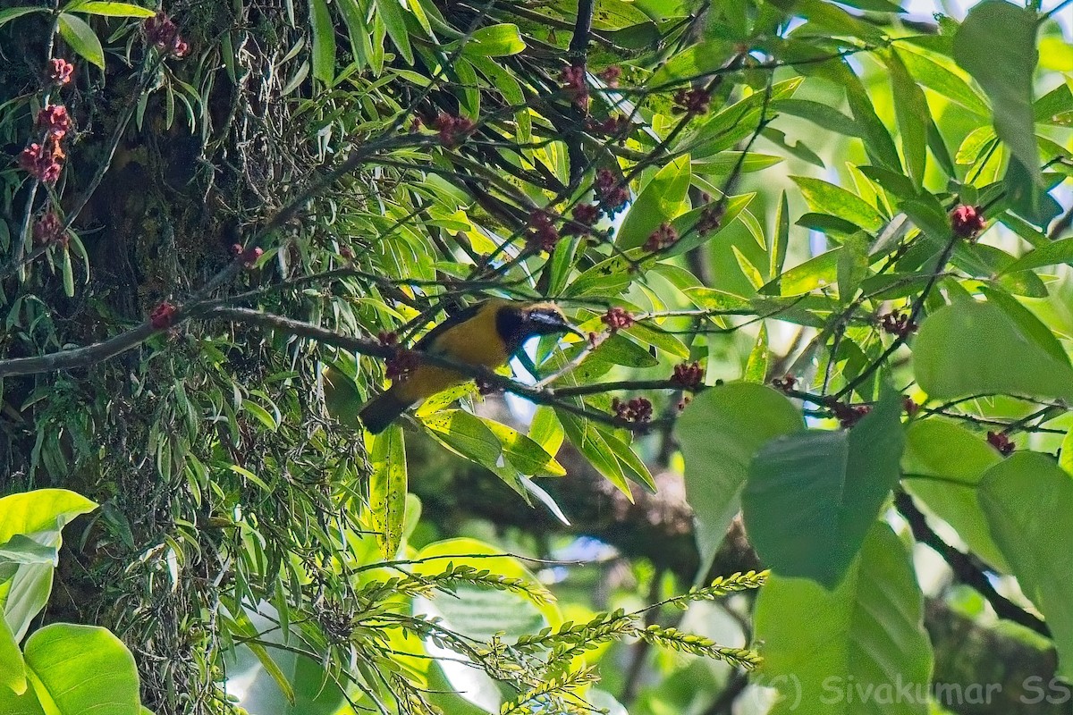 Orange-bellied Leafbird - ML635824809