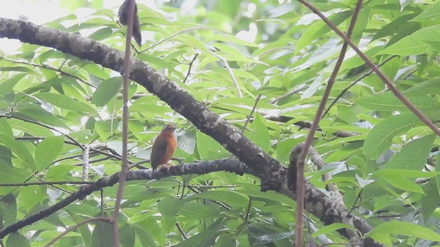 Speckled Piculet - ML635824815