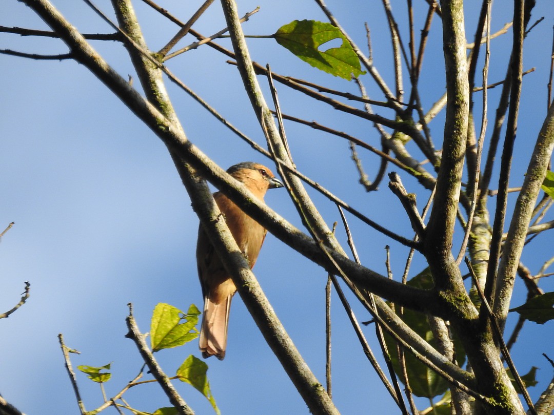 Brown Tanager - ML635824826