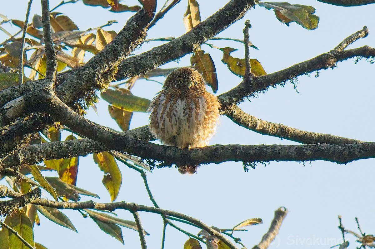 Collared Owlet - ML635824843