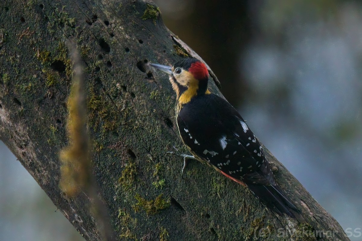 Darjeeling Woodpecker - ML635824849