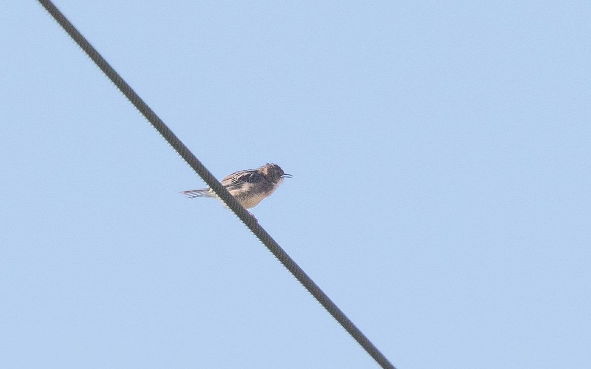 Zitting Cisticola - ML635824854