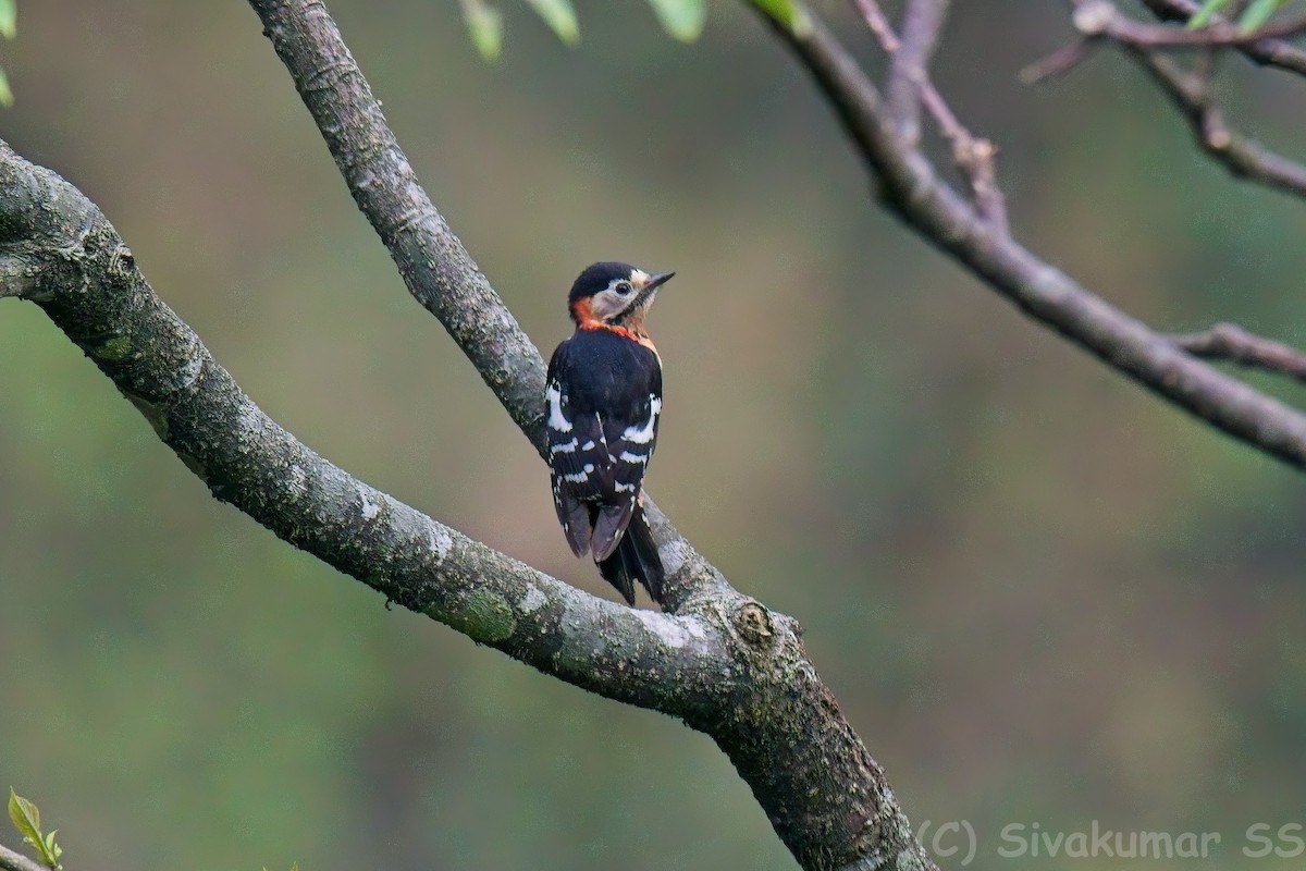 Crimson-naped Woodpecker - ML635824860