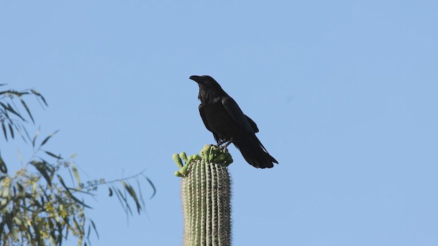Common Raven - ML635824862