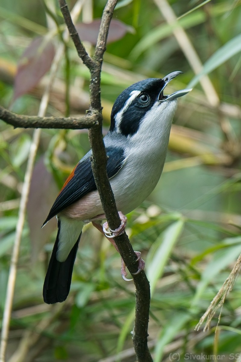 White-browed Shrike-Babbler - ML635824868