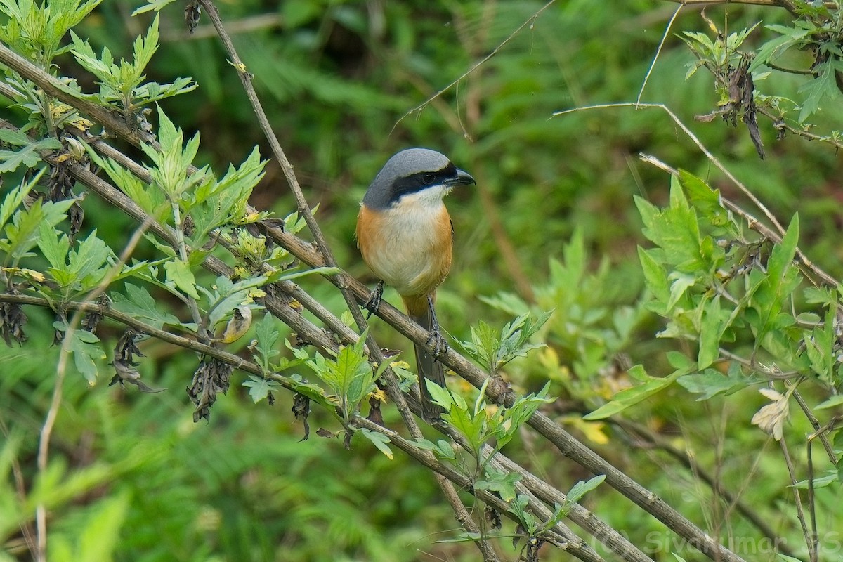 Gray-backed Shrike - ML635824889