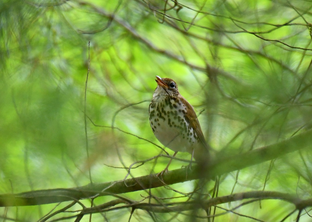 Wood Thrush - ML635824891