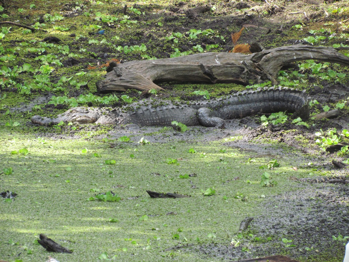 American Alligator - ML635824896