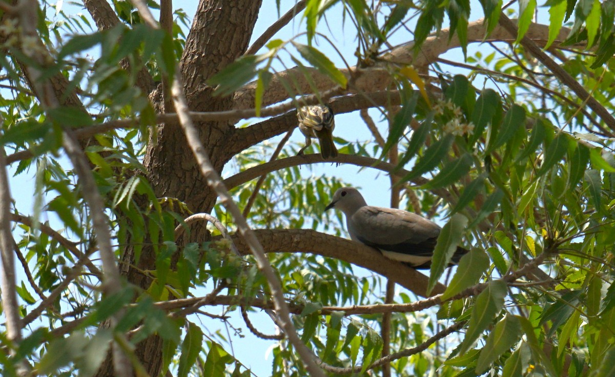 Black-billed Wood-Dove - ML635824911