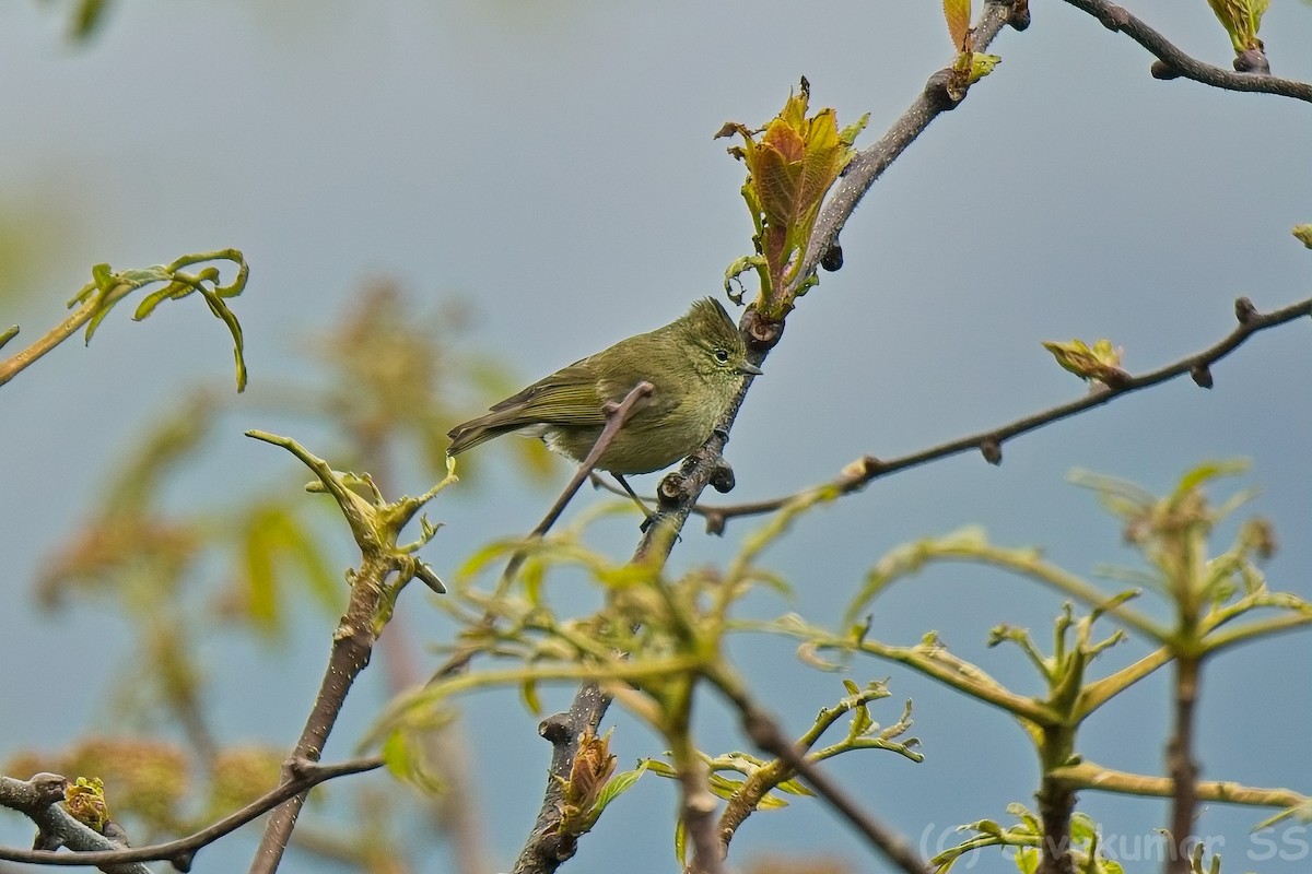 Yellow-browed Tit - ML635824912