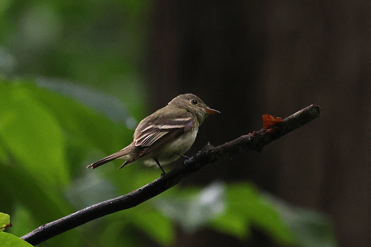 Acadian Flycatcher - ML635824926