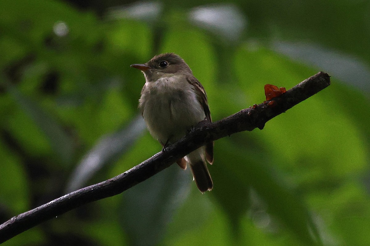 Acadian Flycatcher - ML635824935